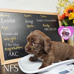 Justice - Chocolate female Dachshund puppy in Hoquiam, Washington from Heyd's Mini Dachshunds