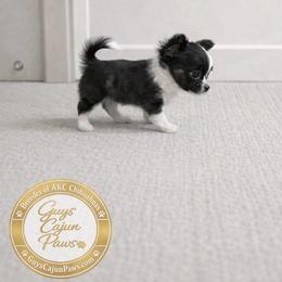 Raven - Black and white female Chihuahua puppy in De Quincy, Louisiana from Guys Cajun Paws