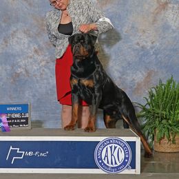 Enzo - Rottweiler