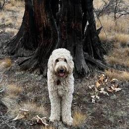 Goldendoodles from Wolf Ridge Ranch