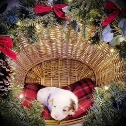 American Corgi and Pembroke Welsh Corgi Puppies from Whimsical Treasure Corgis
