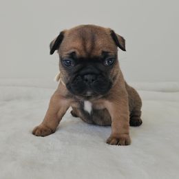 Winnie - Fawn female French Bulldog puppy in Utah from Perfect Fit Frenchies