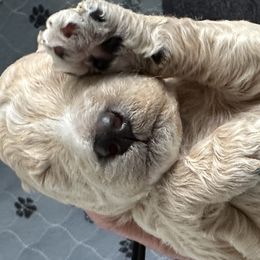 Goldendoodles and Poodles from Stelladoodles & Company