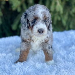 Bernedoodle and Goldendoodle Puppies from Farmland Doodles