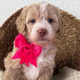 Kanga - Red female Bernedoodle puppy in Concord, California from Golden State Good Dogs
