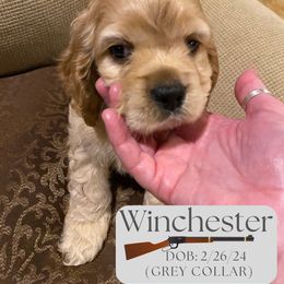Cocker Spaniel Puppies from Little Acres LongviewTx Cocker Spaniels