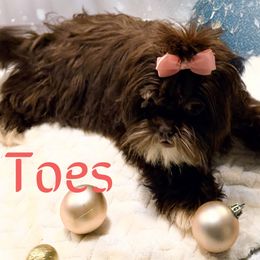 Toes - Liver and white female Shih Tzu puppy in Ocala, Florida from Mimi's Shih-tzus of Ocala