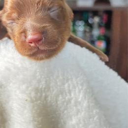 Baby boy 1 - Chocolate male Dachshund puppy in Pittsboro, North Carolina from Hannau Doxies