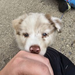 Australian Shepherd Puppies from Starlit Grove Australian Shepherds