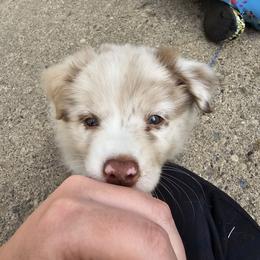 Australian Shepherd Puppies from Starlit Grove Australian Shepherds