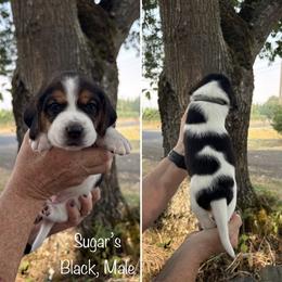 Boy 4 - male Beagle puppy in Brownsville, Oregon from Beagles on the Run
