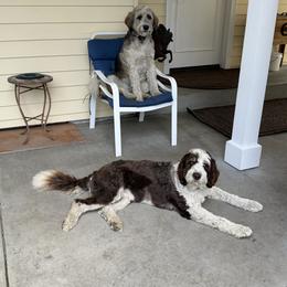 Aussiedoodle and Australian Shepherd All Grown Up from Silvercreek Aussies and Aussiedoodles