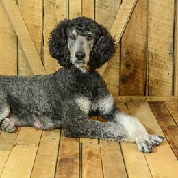 Grace's Holly-Dazzle - Poodle