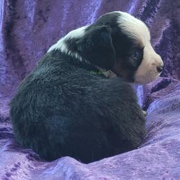 Firecracker - Black tri male Miniature Australian Shepherd puppy in Deer Park, Washington from Rodeo Aussies