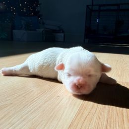 Vixen - White female Shih Tzu puppy in Orlando, Florida from Jenny's Shih Tzus