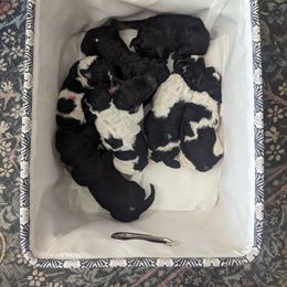 Poodle Puppies from New Hope Standard Poodles