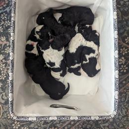 Poodle Puppies from New Hope Standard Poodles