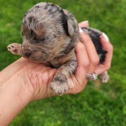 Cavapoo and Poodle Puppies from Blue Meadow Puppies
