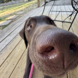 Labrador Retriever Puppies from Rose Gold Retrievers