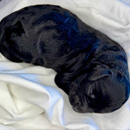 Black Male - male Cavapoochon puppy in Waldron, Arkansas from Kay’s Cutie Poos