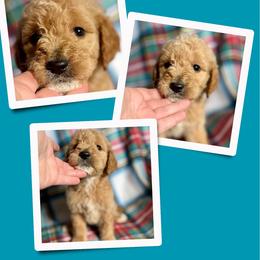 Espresso - Apricot male Goldendoodle puppy in Bluefield, Virginia from Love on a Leash