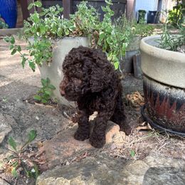Chestnut - Chocolate male Goldendoodle puppy in Arlington, Texas from Chambers Doodle Patch