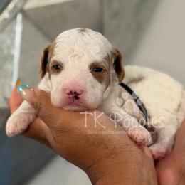 Crème - Parti male Poodle puppy in Belleville, New Jersey from TK Poodles