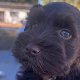Miniature Schnauzers from PNQ Breeding