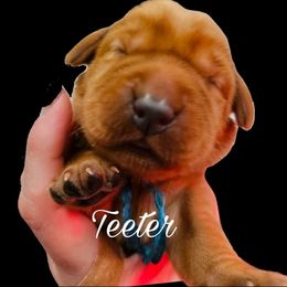 Teeter - Yellow female Labrador Retriever puppy in Sidney, Nebraska from Nebraska Strong Labradors