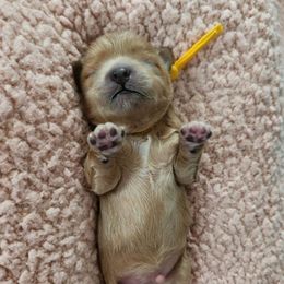 Yellow collar male - Gold and white male Shihpoo puppy in Williamsville, New York from Nell’s Doodle & Dolls