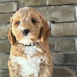 Gray Collar boy - Red male Australian Labradoodle puppy in Chesterfield, Virginia from South River Doodles