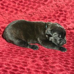 Teal Collar R - Black male Cane Corso puppy in Paris, Texas from Knucklehead Cane Corso