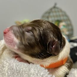 Chewie - Border Collie puppy in Powhatan, Virginia from Kiltedcollies