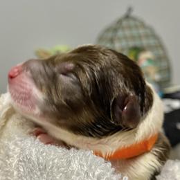 Chewie - Border Collie puppy in Powhatan, Virginia from Kiltedcollies