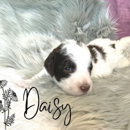 Bernedoodle and Poodle Puppies from Salty Standards