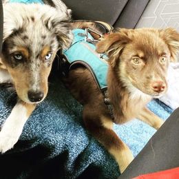 Australian Shepherd, Miniature Australian Shepherd, and Toy Australian Shepherd Puppies from V5 Mini Aussies