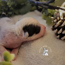 Chinese Crested Puppies from Crestie Charm Cottage
