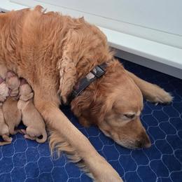 Red collar - Golden female Golden Retriever puppy in Inverness, Florida from Sydney’s Goldens