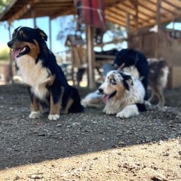 Australian Shepherd Puppies from Oro’z Farm Aussies