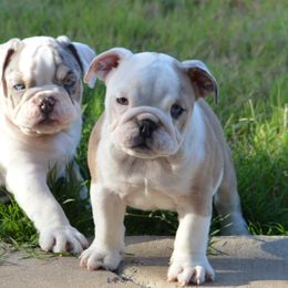 Bulldog Puppies from K10 Farms