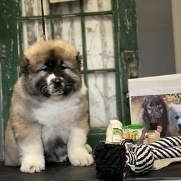 Caucasian Shepherd Dog Puppies from Sila V Krovi