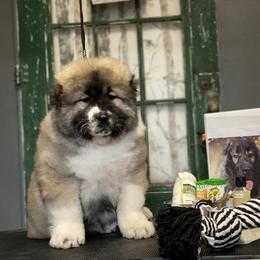 Caucasian Shepherd Dog Puppies from Sila V Krovi