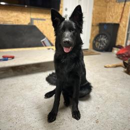 German Shepherd Puppies from Fancy GSDs