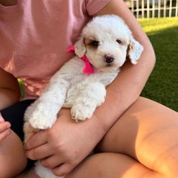 Honey - Pink - Parti female Goldendoodle puppy in Ruthorfordton, North Carolina from Duncan Doodles Goldendoodles