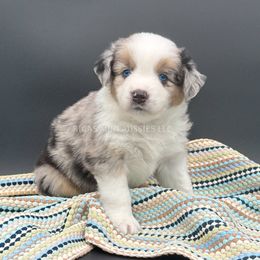 Katie - Blue merle female Miniature Australian Shepherd puppy in Covington, Pennsylvania from Rigas Mini Aussies LLC