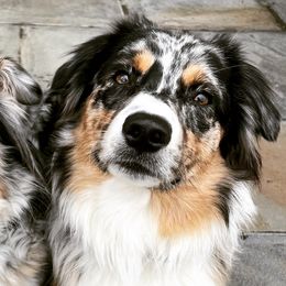 Twiggy - Australian Shepherd