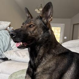 German Shepherds from Vom Kylohaus German Shepherds