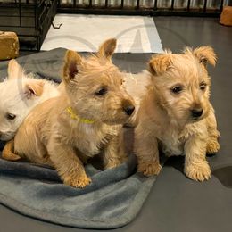 Scottish Terrier Puppies from Rocket's West Texas Scottish Terriers (WTX ST)