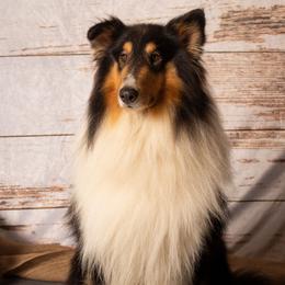 Collies from Creek Side Collie’s/Lady Loves Biewer’s