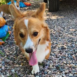 Benny - Cardigan Welsh Corgi